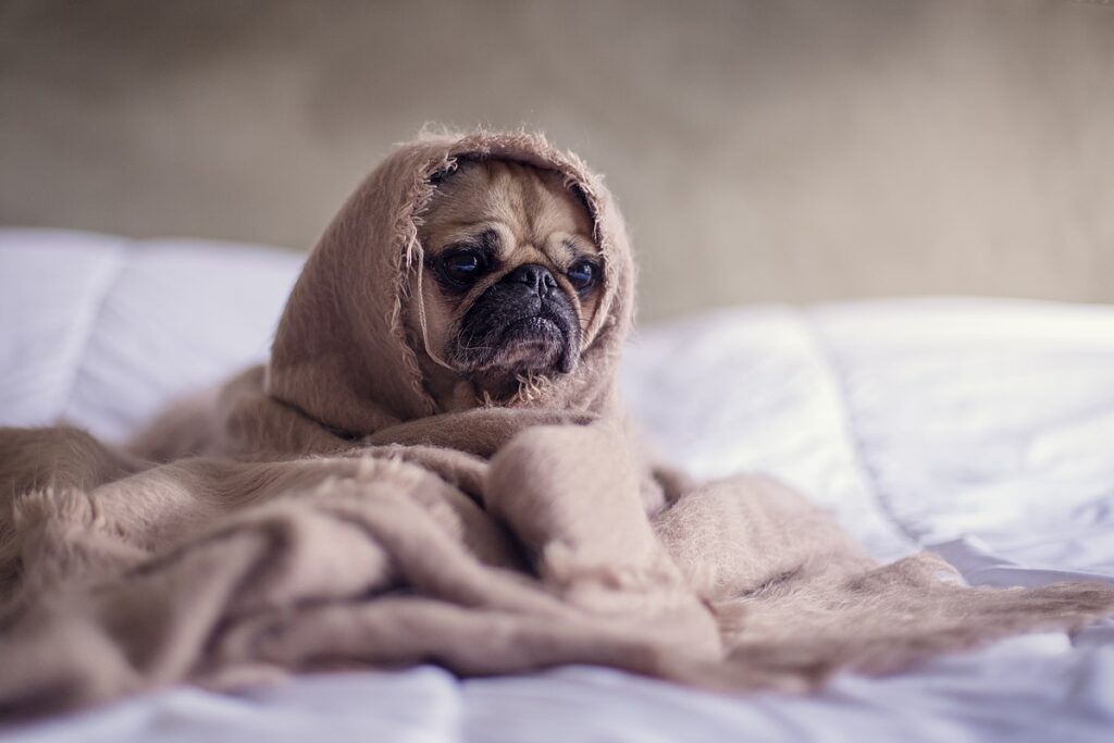 inner critic, pug in a blanket